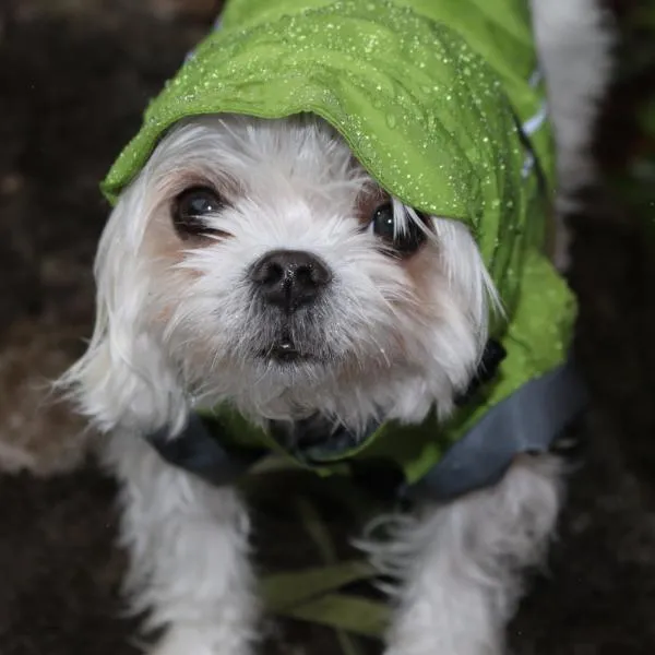 Limited-Edition Ultimate Pacific Northwest Rain Jacket