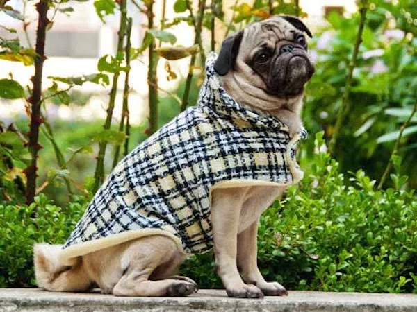 Wool Clothes for Pugs: Jackie 'O Boulce Plaid